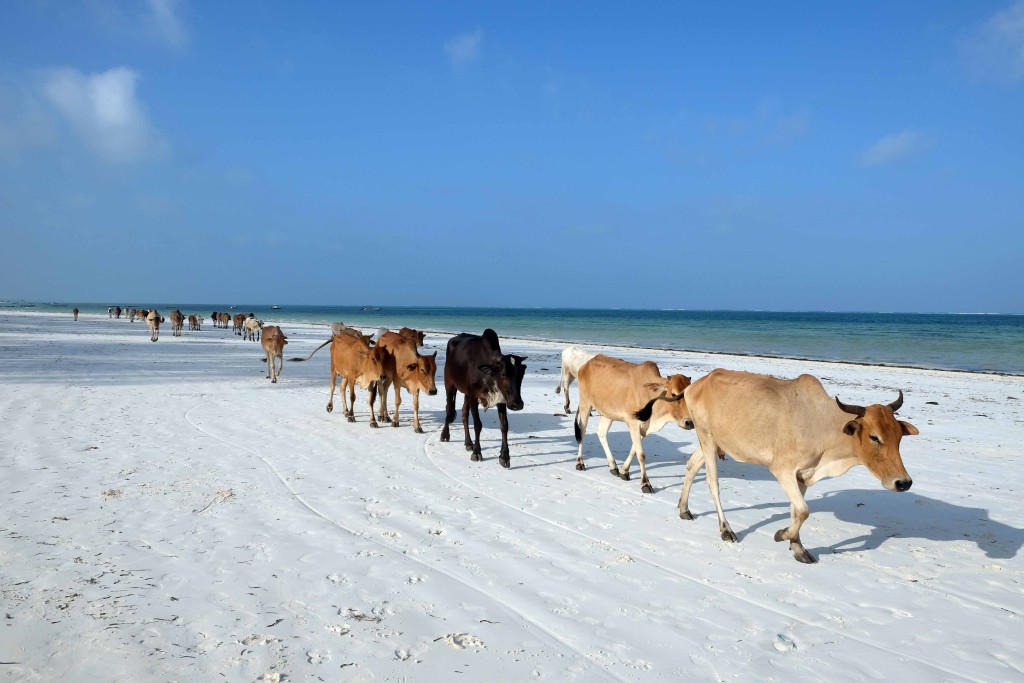 zanzibar
